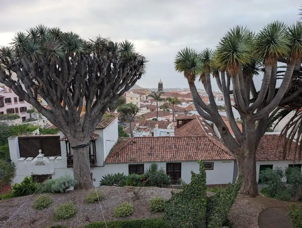 Two dragon trees above the red-tiled roofs of the old town in La Orotava, Tenerife