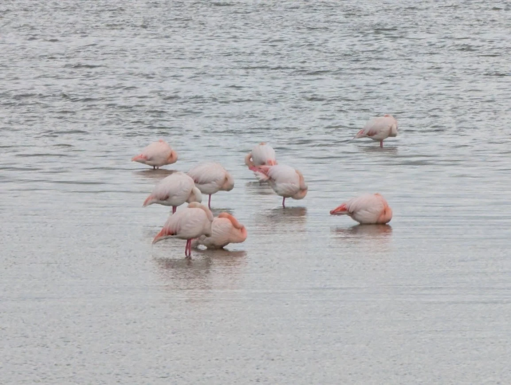 Flamingos standing in shallow water at Oasi Faunistica di Vendicari nature reserve, Sicily
