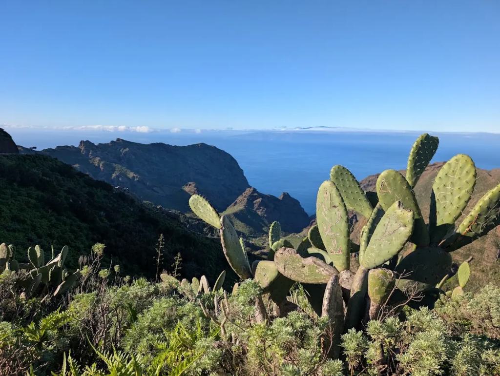Prickly pear cacti above steep green and brown cliffs on Tenerife's west coast, with the Atlantic and a distant island on the horizon
