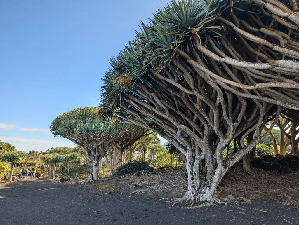 Dragon trees at the Wine Museum in Madalena, Pico island, Azores