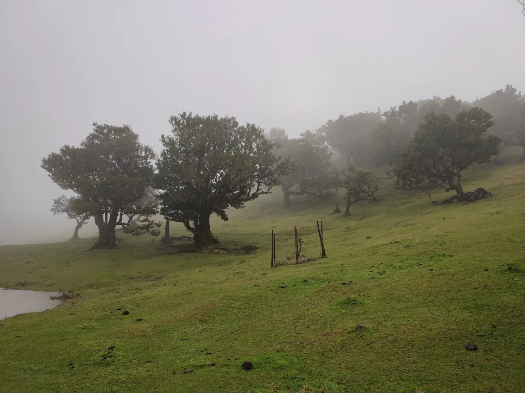 Ancient laurel trees in thick fog on a grassy hillside at Fanal on Madeira