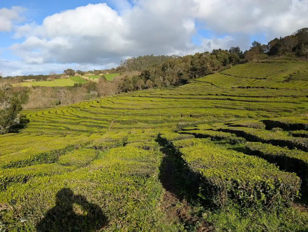 Gorreana tea plantation terraces on hillside, São Miguel, Azores