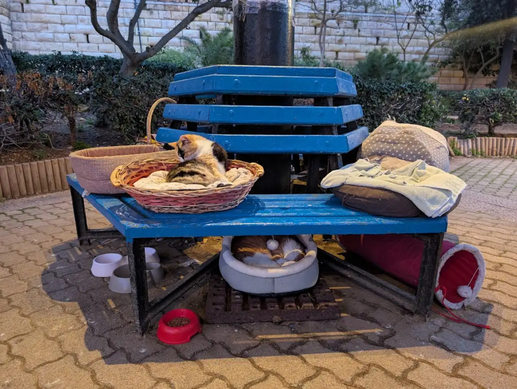 Two cats resting at an outdoor community feeding station with baskets and bowls in St Julian's, Malta.