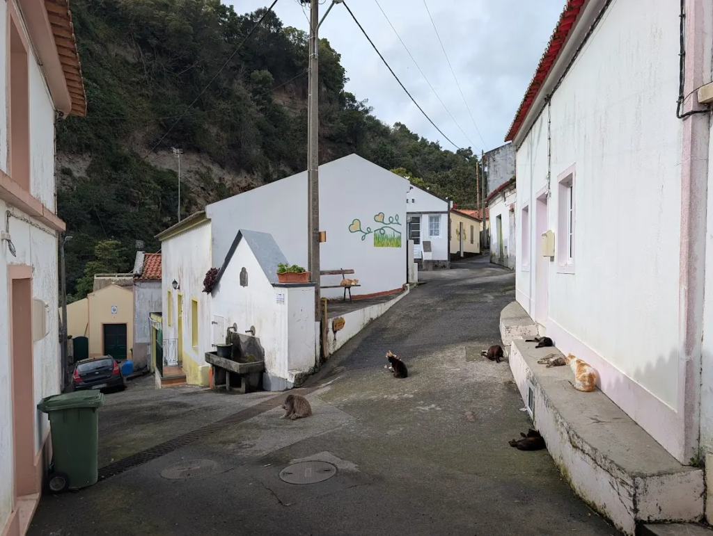 Stray cats gathered at a village trailhead, São Miguel, Azores