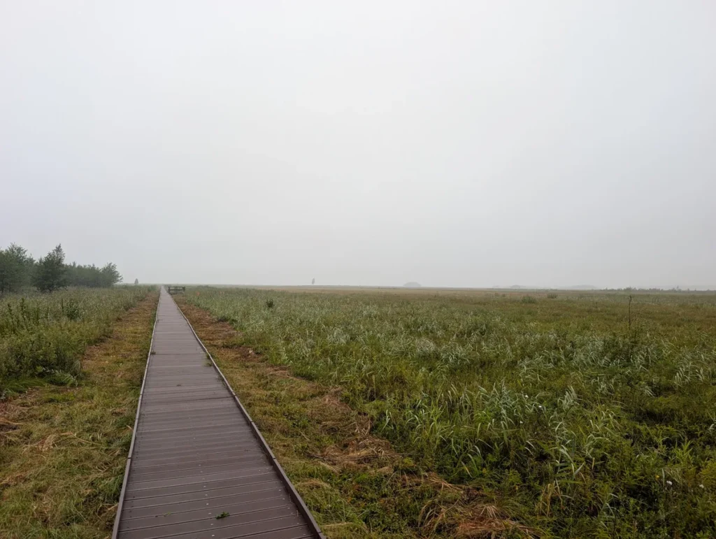 Wooden boardwalk trail through Biebrza National Park marshes on a foggy morning, Poland