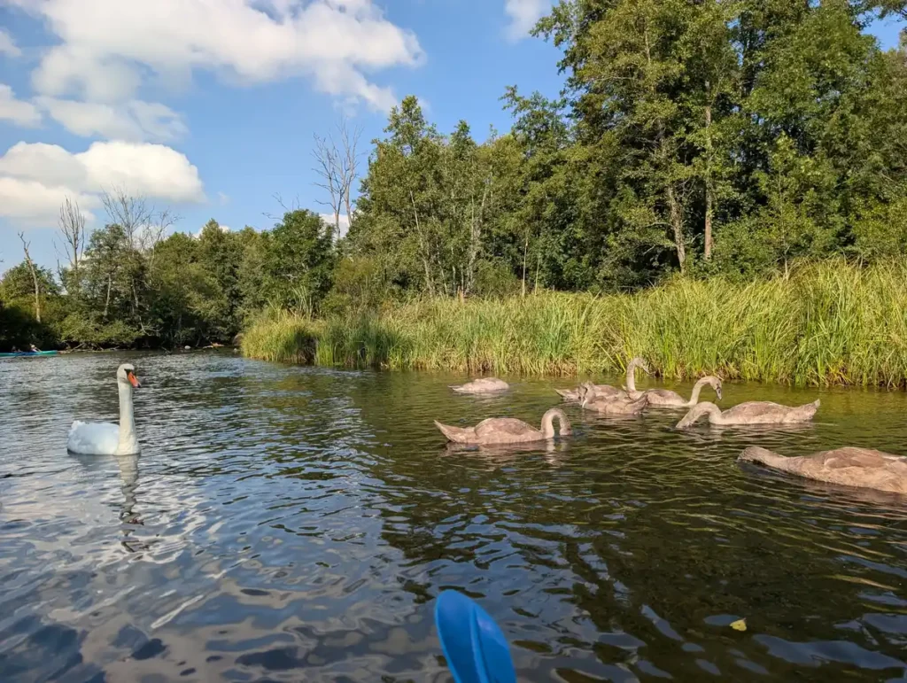Swans on the Krutynia river in Mazury, Poland, seen from a kayak