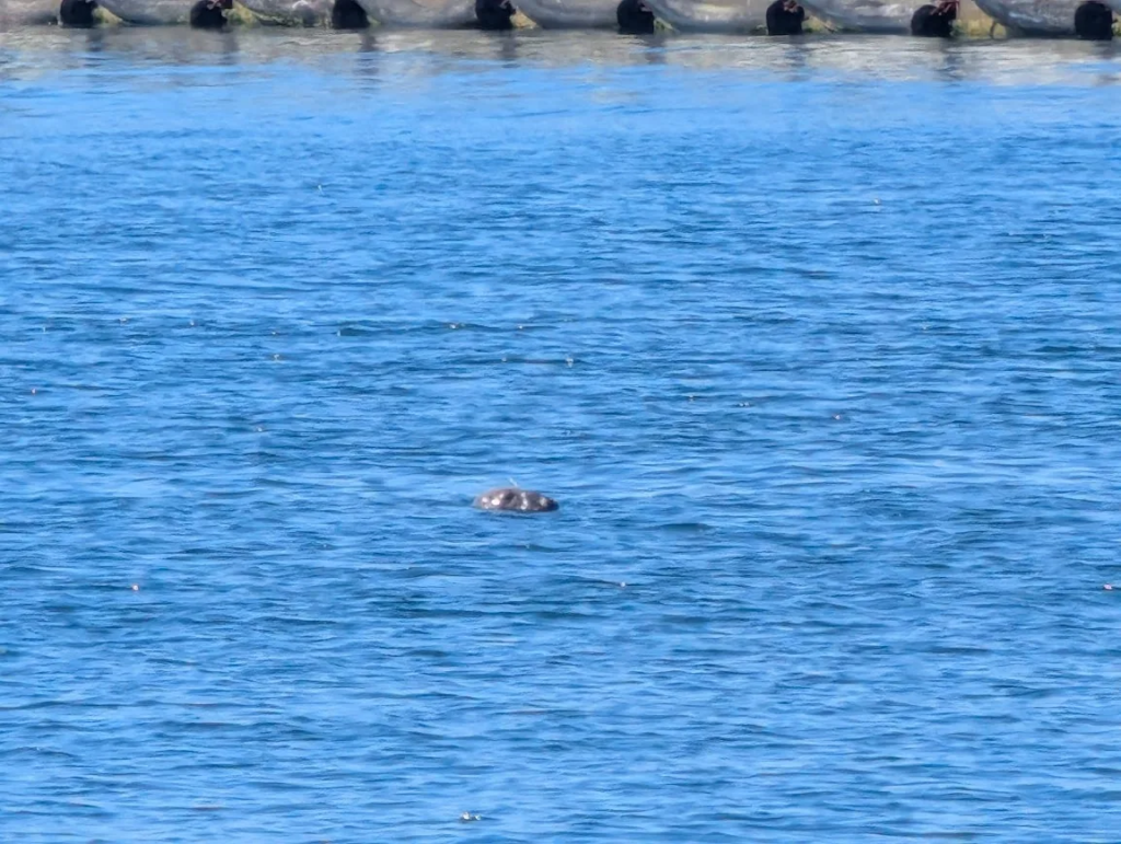 Wild seal spotted in the harbor at Hel, Poland