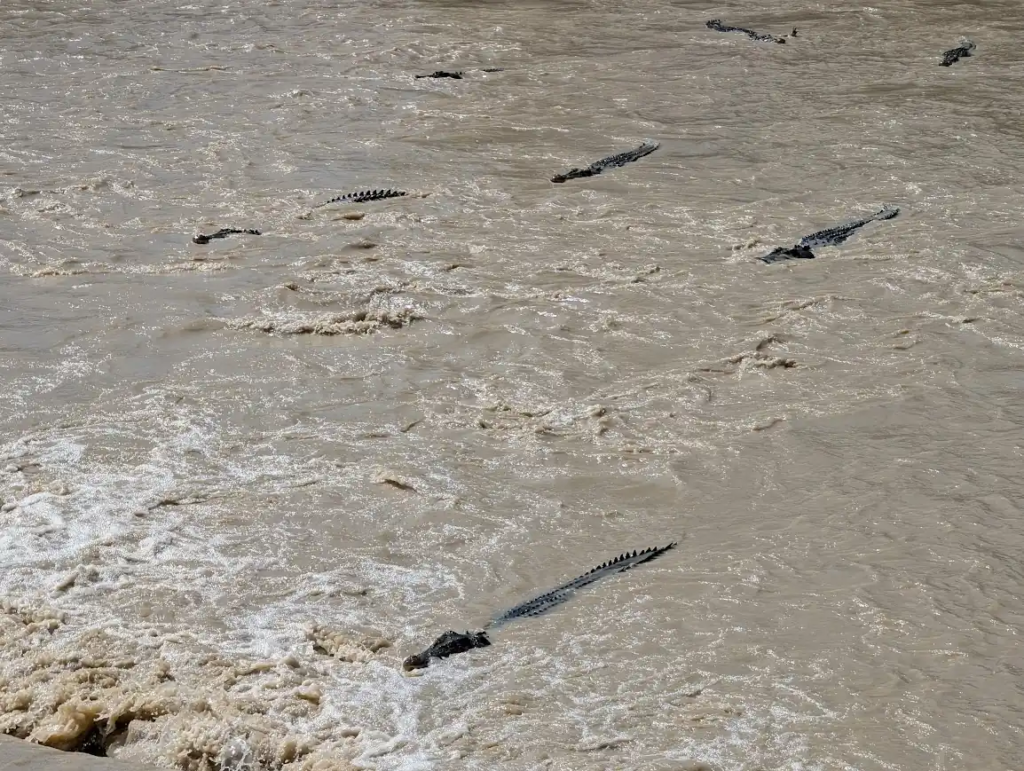 Multiple saltwater crocodiles swimming in the muddy waters of Cahill's Crossing in Kakadu National Park.