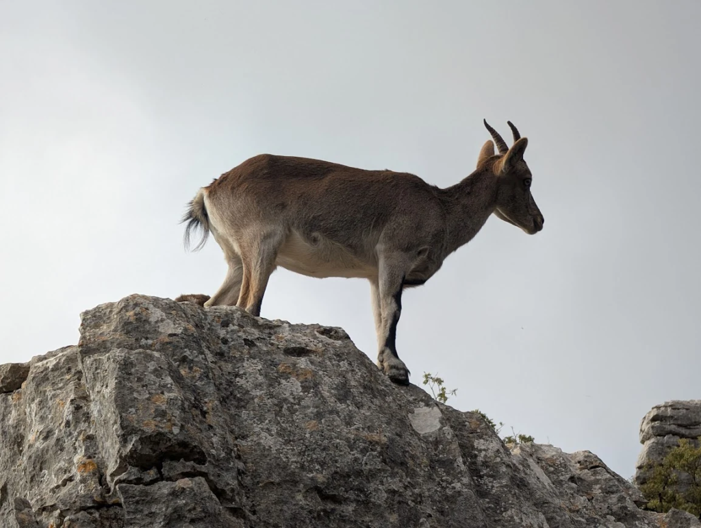 Ibex goat standing on limestone rock at El Torcal de Antequera