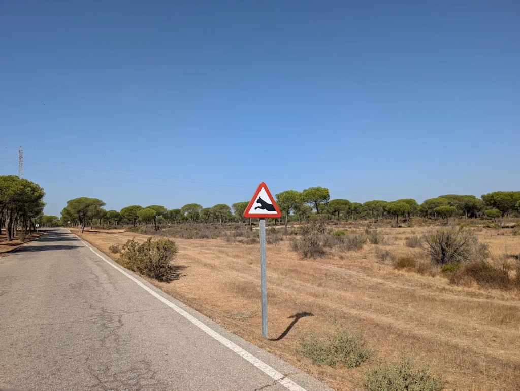 Iberian lynx warning road sign near Doñana National Park, Andalusia, Spain