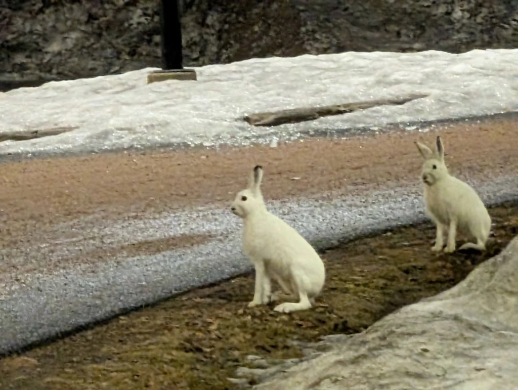 Two mountain hares in white winter coats on the Ounasvaara trail near Rovaniemi, Finland, March 2026
