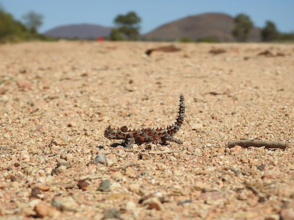 A thorny devil, a small spiky lizard, on a dirt road in the Australian Outback near Amata.