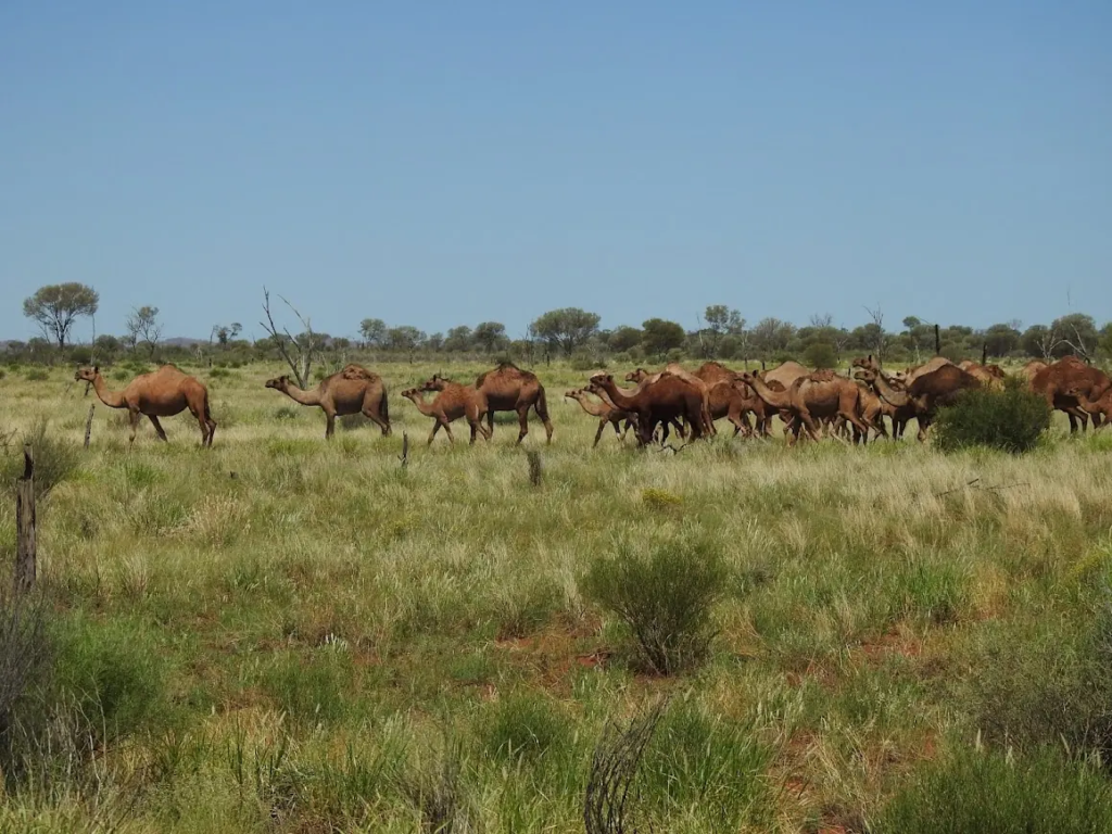 A herd of wild camels grazing in the grasslands of the South Australian Outback.