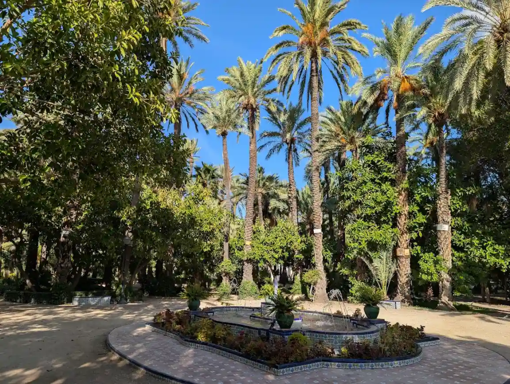 Tall date palms in the Palmeral de Elche, a UNESCO-listed palm grove in Elche, Spain