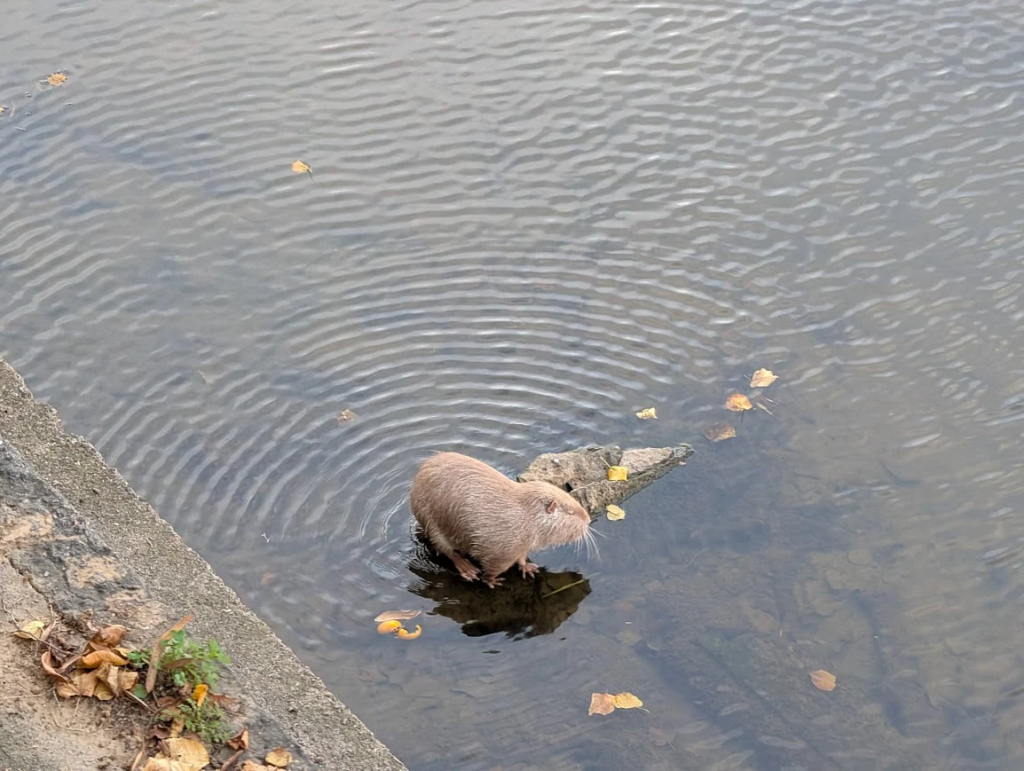 Coypu, a large rodent resembling a beaver, standing in the shallow water of the river in Girona